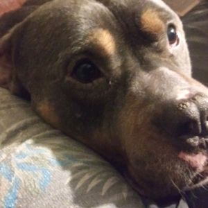 Meet your Posher, Anthony